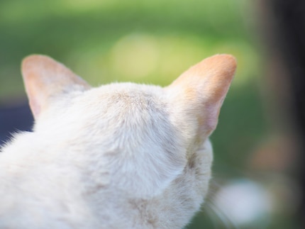 Le orecchie dei gatti sono particolarmente sensibili, anche al sole.