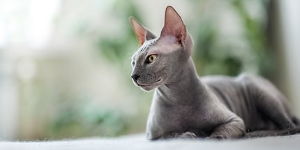 La bellezza di un gatto nudo è una questione di opinioni, ma la sua sensibilità al sole no.
