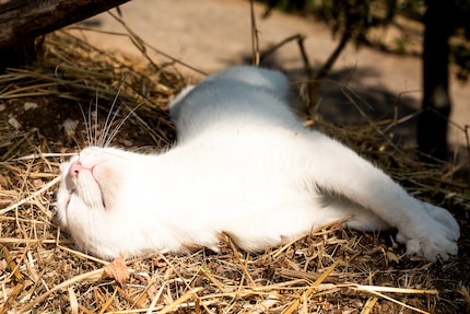 I gatti bianchi sono particolarmente inclini alle scottature solari.