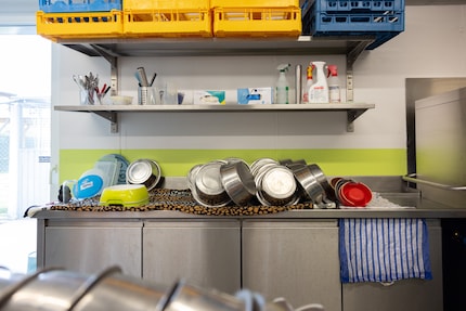 Le prelibatezze per gli animali sono preparate nella cucina dell'hotel.