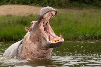 Se un ippopotamo apre la bocca, è meglio darsela a gambe.