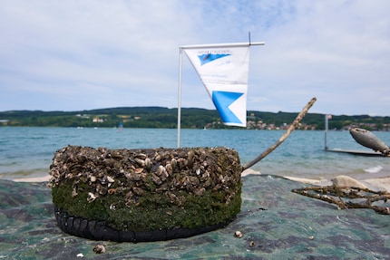 A car tire dumped in Lake Constance and now fished out.