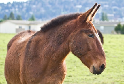 I muli: il meglio di cavallo e asino.