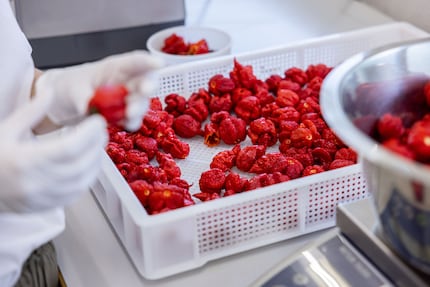 I peperoncini sono pronti per la lavorazione.