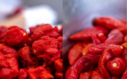 A sinistra, il Carolina Reaper, a destra, il Naga Morich.