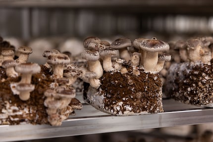 È stato lo shiitake a dare il via a tutto a Kerns. I «fiocchi» bianchi sul cappello sono tipici.