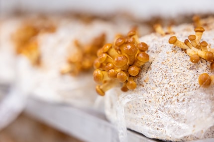 La superficie viscida del nameko brilla. Si può asciugare prima di mangiare.