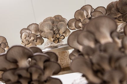 Il pleurotus, detto anche fungo ostrica, cattura l'attenzione con le sue vistose lamelle.