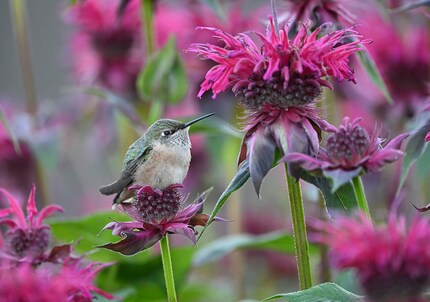 Colibrì a coda larga con fiori, fotografato con la Nikon Z 8 e il Nikkor Z 600 mm f/6.3 VR S.