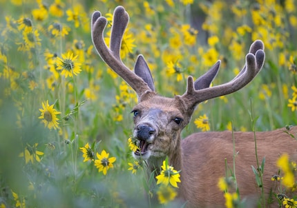 Red deer with flowers, photographed with the Nikon Z 8 and the Nikkor Z 600 mm f/6.3 VR S.
