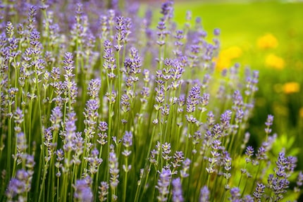 Immagine: shutterstock