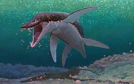 Una torpedine di sei metri | I Thalassophonea potevano raggiungere una lunghezza del corpo fino a dieci metri.