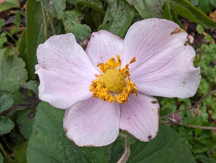 La fragile realtà perfettamente catturata: scatto di un fiore con il Pixel 8, non elaborato.