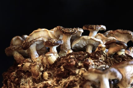 I «fiocchi di neve» sui cappelli sono caratteristici dello shiitake.