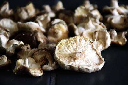 Nella mia coltivazione di funghi in salotto sono cresciuti in totale 51 funghi.