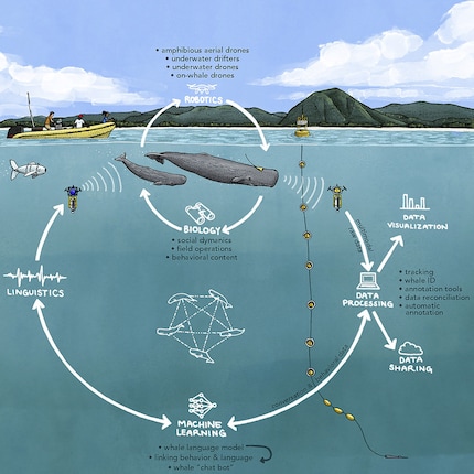 Ecco come funziona CETI, il progetto di ricerca per decodificare il linguaggio delle balene: integrando biologia, linguistica, robotica e apprendimento automatico, vengono raccolti numerosi dati sulla comunicazione e viene sviluppato un modello del linguaggio delle balene con l'aiuto di esperimenti interattivi.