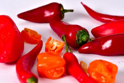 Grandi e dolci o piccoli e piccanti che siano, peperoni e peperoncini appartengono allo stesso genere vegetale chiamato Capsicum.