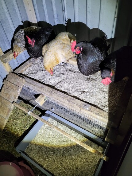 Manca Henry, il gallo del pollaio.