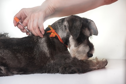 Rischioso: il tuo cane potrebbe contrarre malattie attraverso l'ingestione di feci.