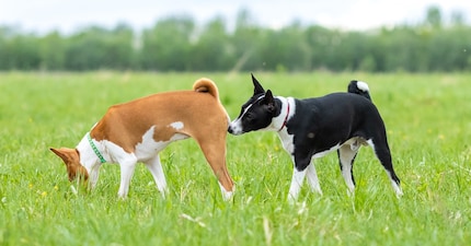 Le feci a noi fanno schifo, ma i cani le adorano.