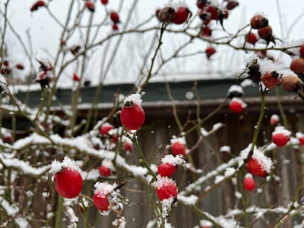 If wild roses aren’t all picked by the time autumn arrives, you can actually pluck rose hips in the snowy season and make them into tea.