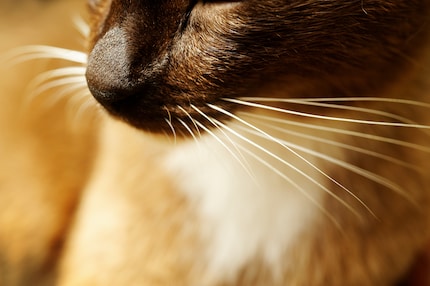I baffi danno quasi dei super poteri al gatto.