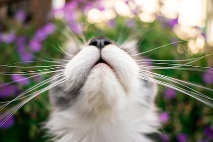 Il gatto è felice se ha i baffi sani.