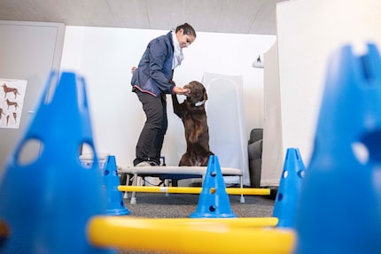 Il trampolino fa fare ai cani esercizi simili al pilates. Gli ostacoli in primissimo piano, invece, servono a fare scaricare le energie dei nostri amici a quattro zampe.
