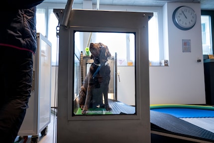 La rampa facilita l'entrata e l'uscita dei cani disabili o traumatizzati.