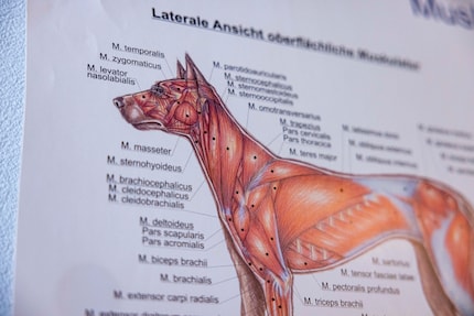 L'anatomia canina è simile alla nostra. Binia-Maria Reinmuth-Hürzeler è contenta di aver avuto delle basi in ambito sanitario.