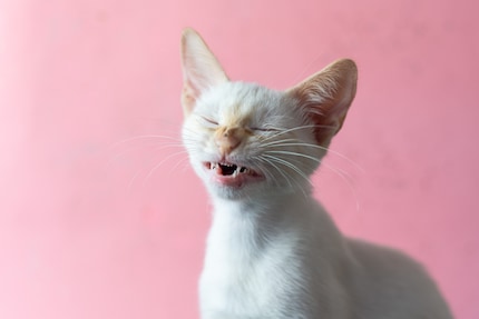 I gatti non starnutiscono nell'incavo del braccio – per ovvi motivi.