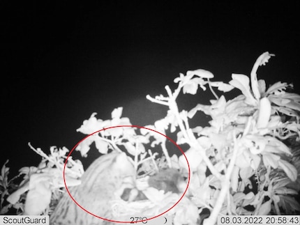 Gatto pescatore alla rete | Questa immagine è stata scattata con l'aiuto di una fototrappola: un gatto pescatore (nel cerchio rosso) afferra un giovane uccello al nido.