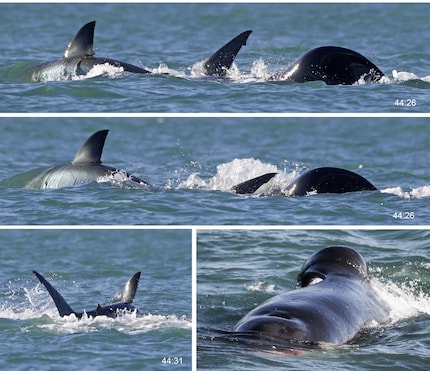 Attacco dell'orca: sono passati solo pochi secondi dall'inizio dell'attacco alla sua fine e dopo poco tempo, parti importanti dello squalo erano finite nello stomaco dell'orca. Con il fegato in bocca, è passata davanti agli osservatori.