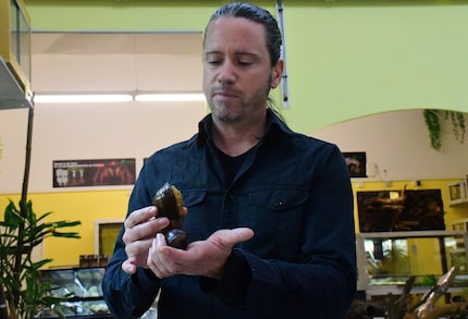 «Per tenere le lumache di agata come animali domestici bisogna essere un certo tipo di persona», dice Simone Piovan.