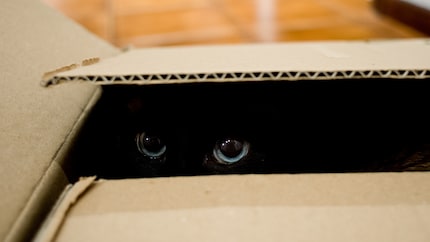 I gatti adorano sbirciare fuori dal loro nascondiglio sicuro.