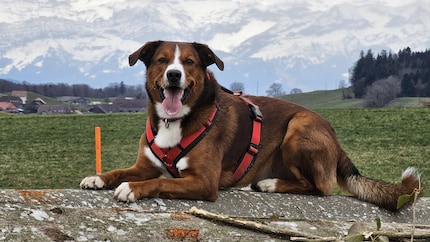 Lino, bravo cucciolotto.