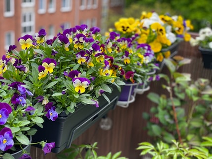 The more colourful, the better. With a large selection of flower varieties, you can offer food to various insect species.