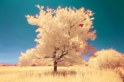 Se il cielo traspare ancora tra le foglie, non viene colorato correttamente perché il riconoscimento automatico non rileva ogni piccolo spazio.