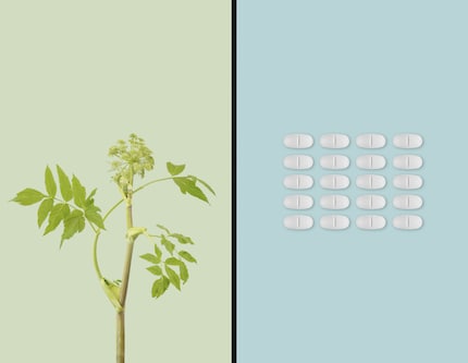 Le immagini di medicinali e piante sono minimaliste e tono su tono.