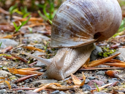 Con un estratto, questo diventa una macro dopo tutto. Questa sezione ha ancora 2465 pixel sul lato lungo.
