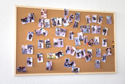 The furry participants of the Growing Dog Project, ...