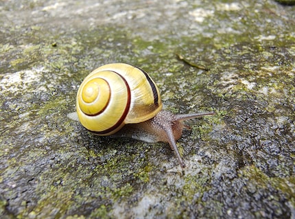Sulla piccola lumaca posso vedere molti dettagli in modalità macro.