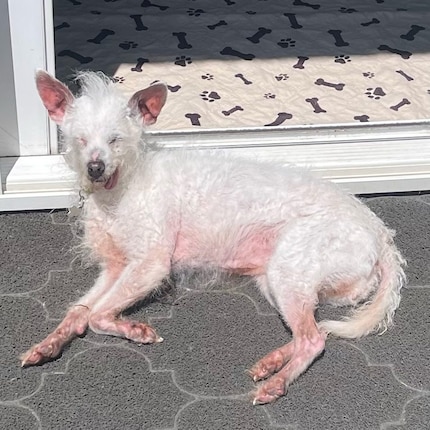 Daisy Mae: un diverso tipo di bellezza.