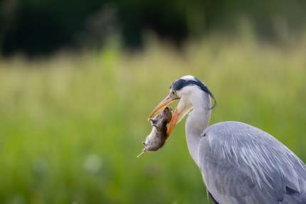 Focal length is more important than speed when photographing birds. This image section would require 1200 mm on a full-frame camera.