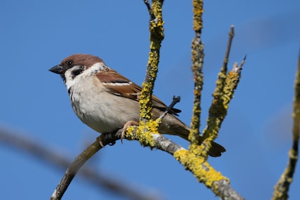 Example of a shot with the 200-800mm from a relatively short distance. The short focusing distance of 3.3 metres is important for taking large pictures of small birds. This is not possible with the 6 metre minimum distance of the inexpensive 800mm fixed focal length.