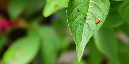 An adult two-spotted ladybird and two babies in search of their favourite food: greenflies.