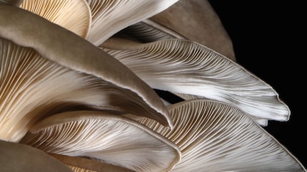 Si dice che una bottiglia contenga l'energia di otto funghi ostrica.