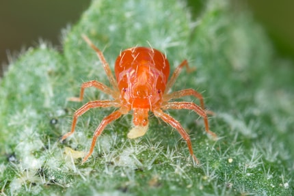 Non nom nom: a predatory mite snacking on a succulent.