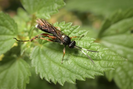 Ichneumon wasps sting their victims as soon as they find them. What ensues is a brutal battle to the death.