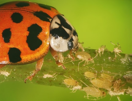Pretty, but problematic: when the Asian ladybird population grows too much, it can harm other beneficial insects.